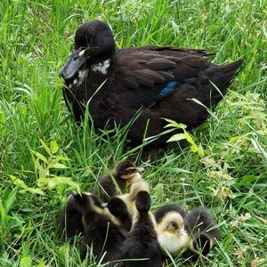 Meet your Posher, Wendy